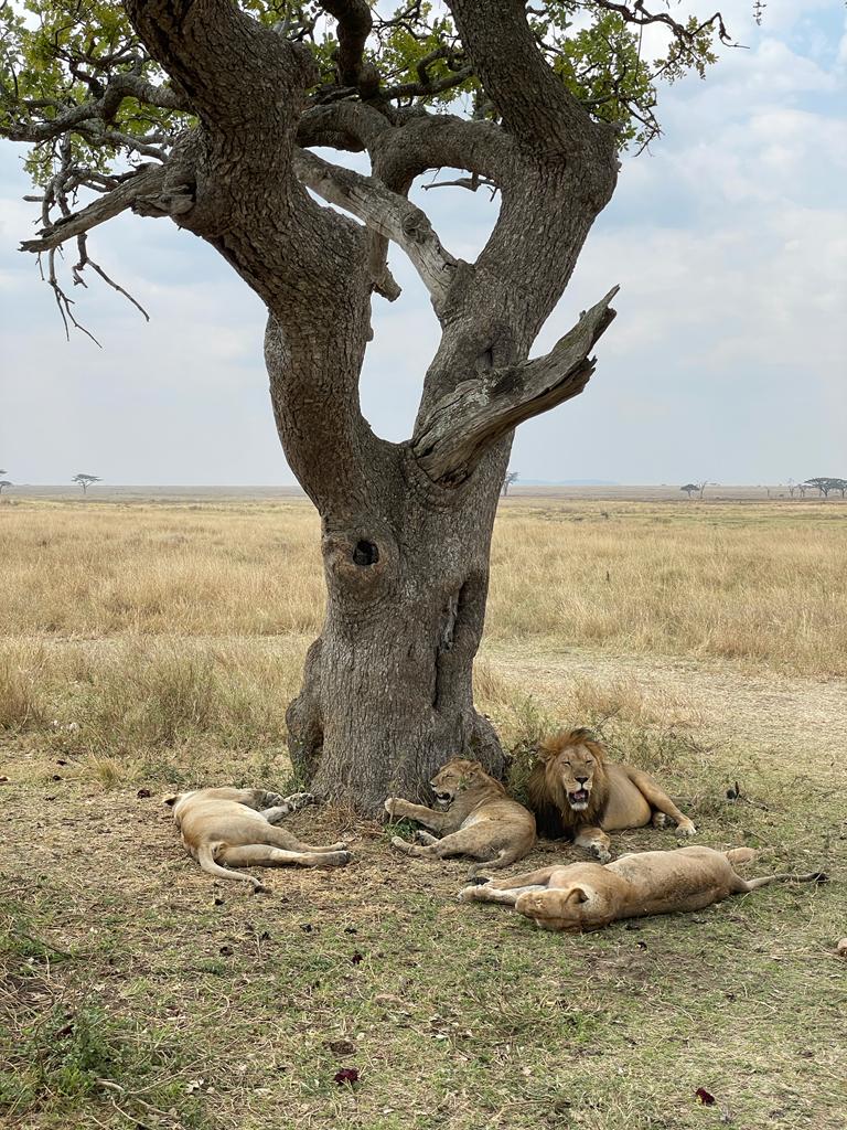 African Safari Adventures