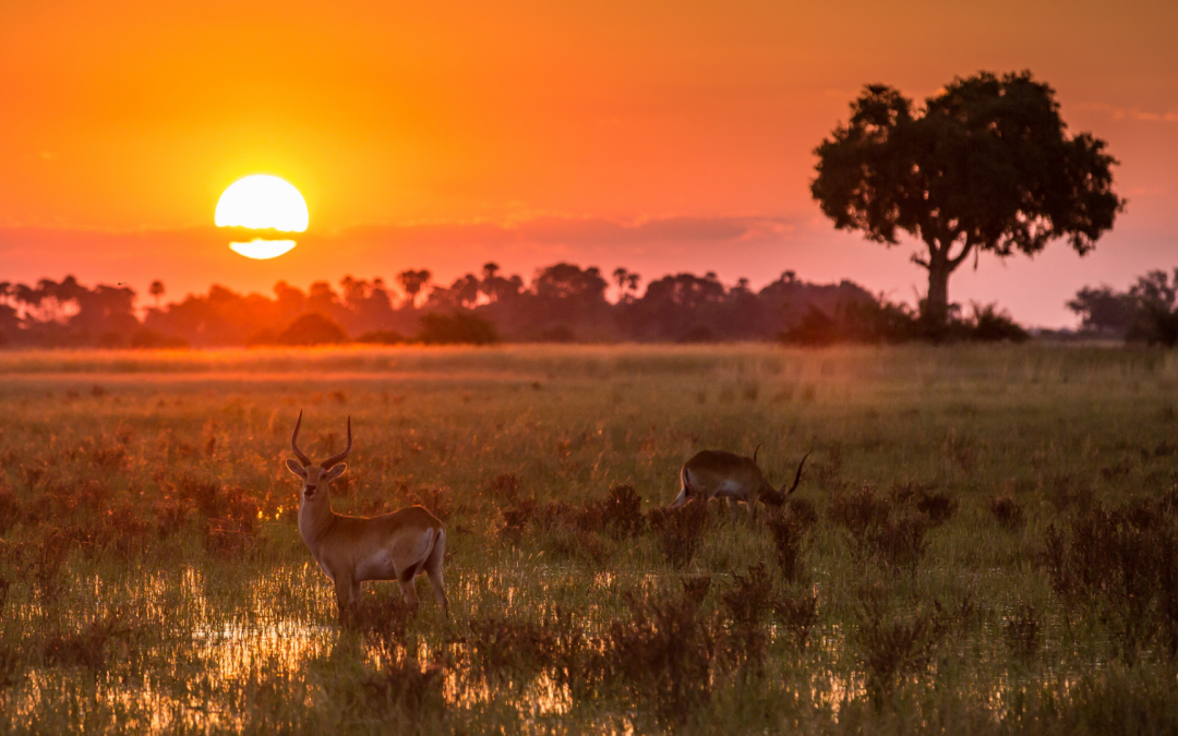 Explore the Untamed Beauty of a Botswana Africa Safari: A Ranger Buck Adventure