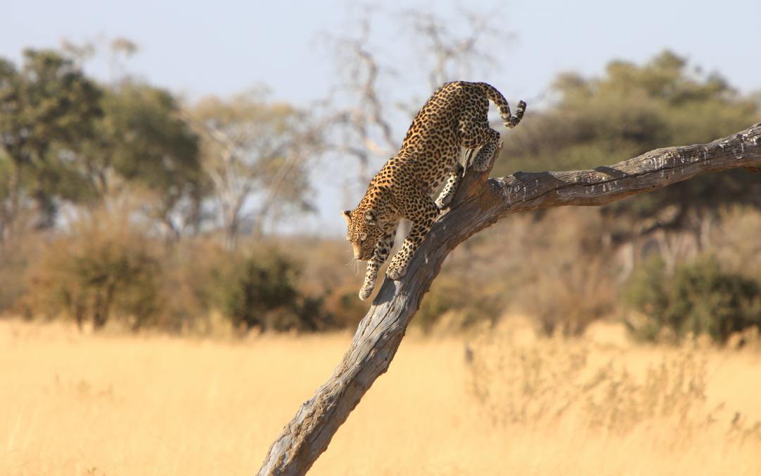 Best South Africa Safaris: Experience Unforgettable Adventures with Ranger Buck Safaris