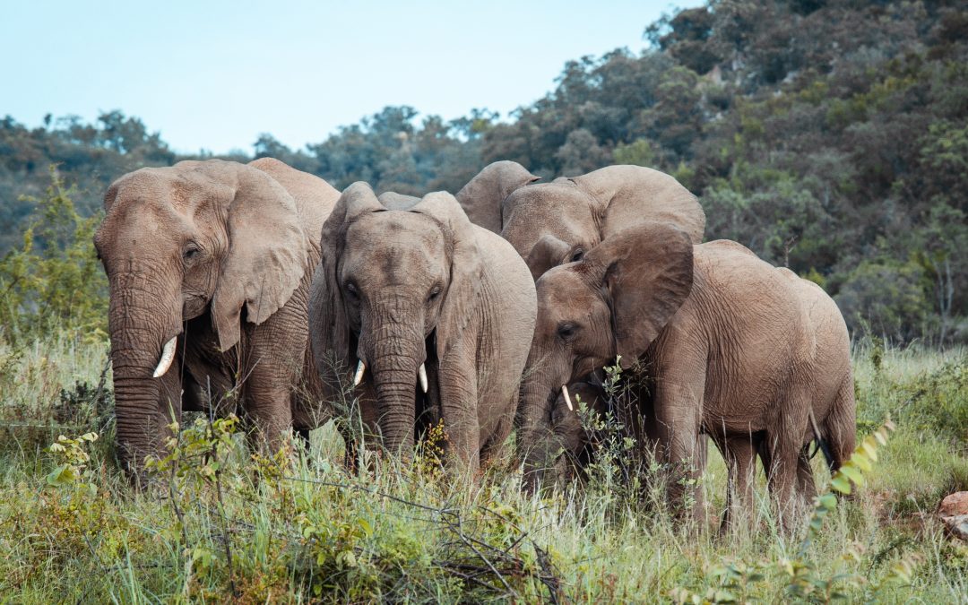 The Best Time of Year to Embark on an African Safari