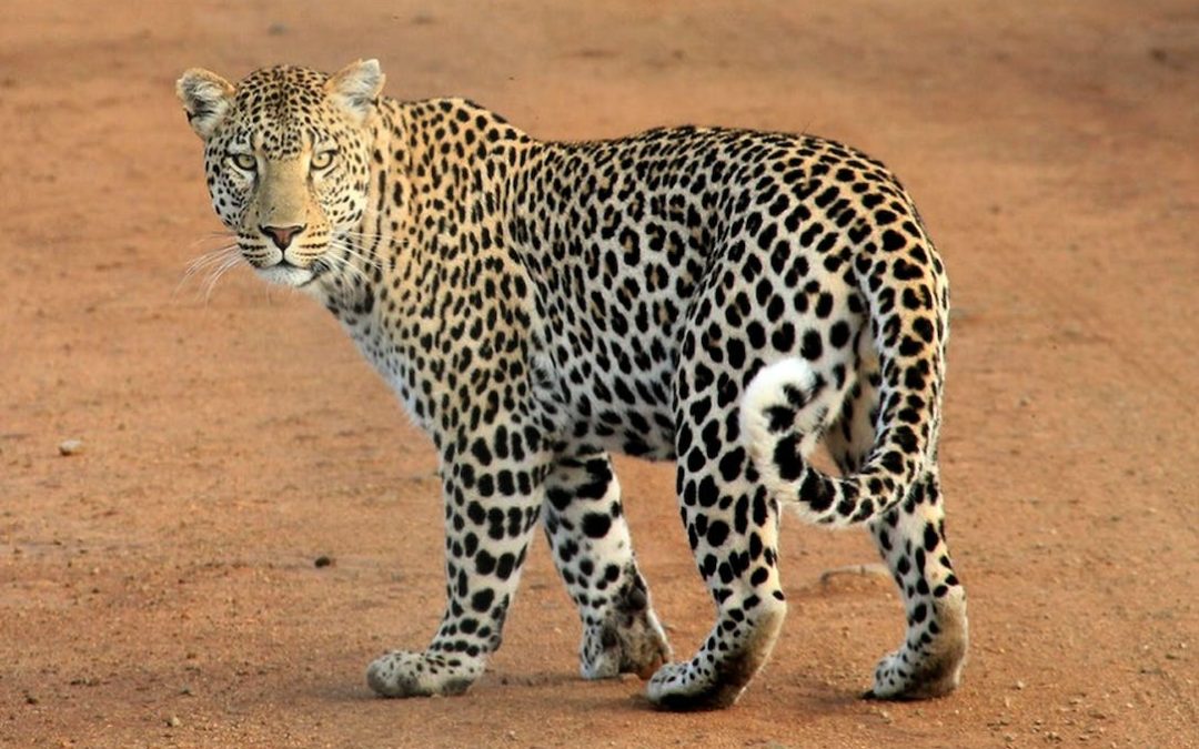 Kruger National Park – All Inclusive Safari Packages