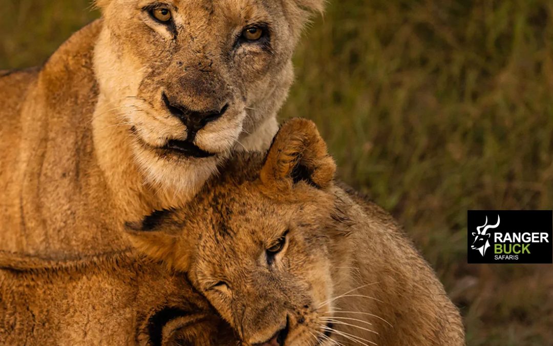 Your Ultimate Guide to Bespoke Travel in South Africa