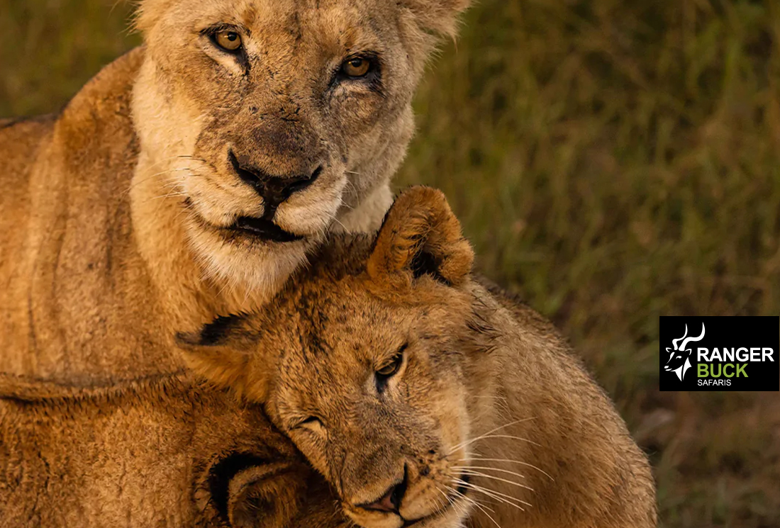 your ultimate guide bespoke travel in south africa