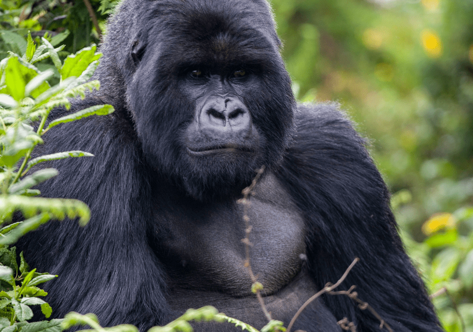 Explore Rwanda: The Ultimate Safari Tour Packages