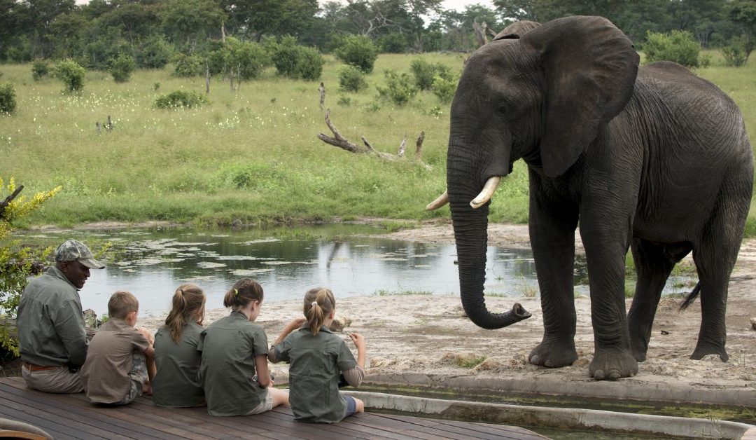 How Much Does a Kruger National Park Safari Cost?