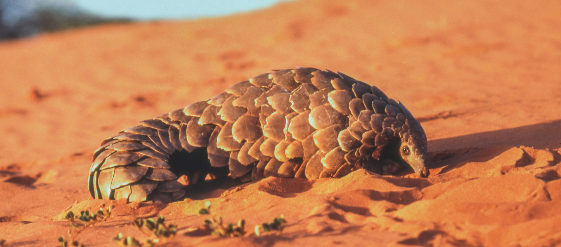 Become a Pangolin Guardian