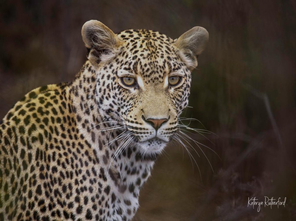 Luxury African Safaris