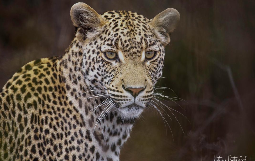 Why a Tailor-Made African Safari is the Ultimate Luxury Travel Experience