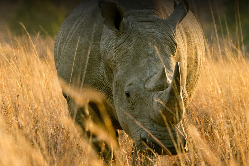 A white rhino in backlit grass at Kapama Private Game Reserve