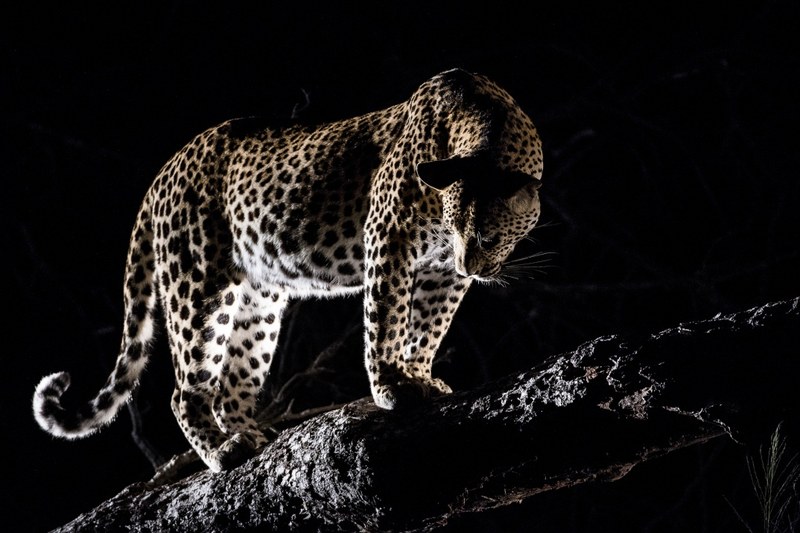 A leopard in the Sabi Sands Private Game Reserve