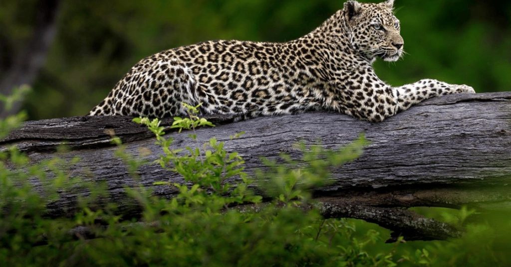 Inside the Timbavati: White Lions, Open Borders and Three Ways to Go