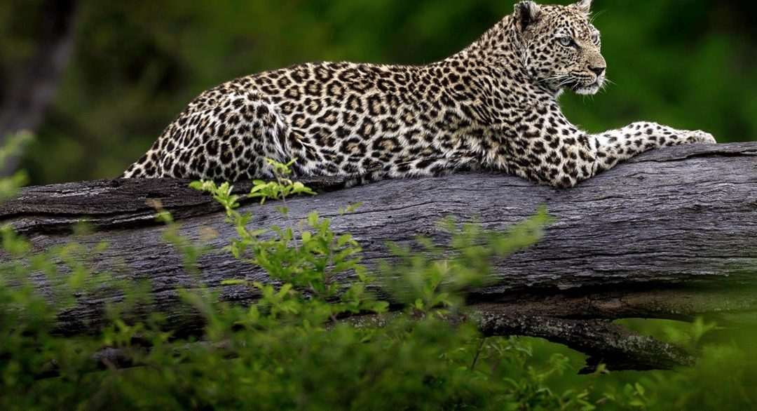 Inside the Timbavati: White Lions, Open Borders and Three Ways to Go