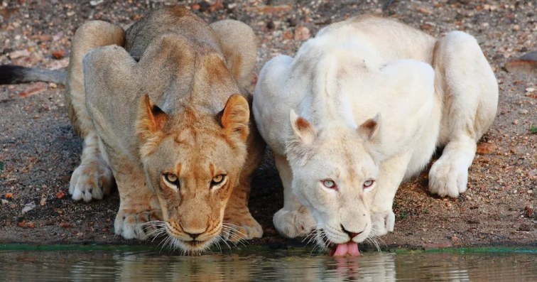 A tawny lioness and a white lioness drinking side by side at a waterhole