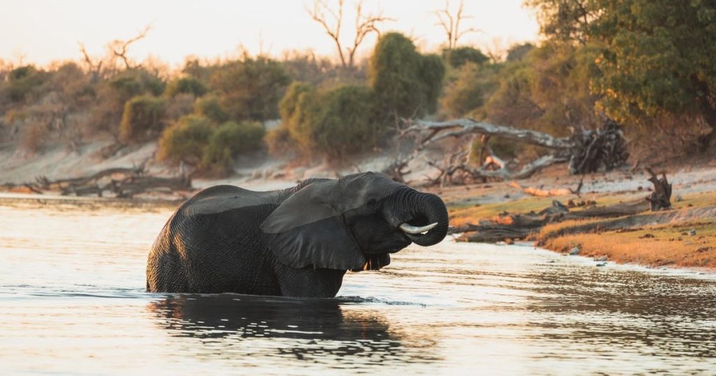 Inside Botswana's great wildlife areas — the Okavango Delta, Chobe, Savuti, the Makgadikgadi and the Linyanti. Plus three costed Botswana itineraries from US$3,785 per person.