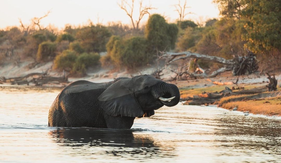 Journey Through Botswana — Delta, Chobe & Savuti | Ranger Buck Safaris