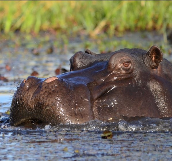 Hippo surfacing in an Okavango Delta channel